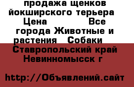 продажа щенков йокширского терьера › Цена ­ 25 000 - Все города Животные и растения » Собаки   . Ставропольский край,Невинномысск г.